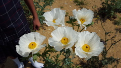 Argemone grandiflora