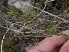 Polygala tenuifolia