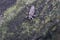 Hyperplatys maculatus