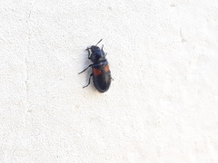 Divales bipustulatus