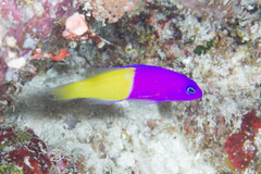 Royal Dottyback photo 4
