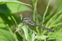 Hylogomphus adelphus