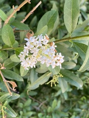 Ligustrum vulgare