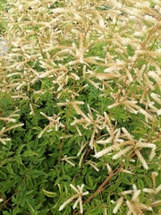 Aruncus sylvester sylvester