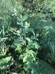 Arctium
