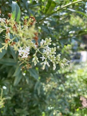Ligustrum vulgare