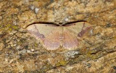 Idaea ostrinaria