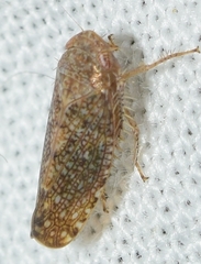 Phlepsius intricatus