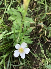 Anemonastrum canadense
