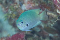Pomacentrus nigromarginatus
