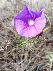 Ipomoea ternifolia leptotoma