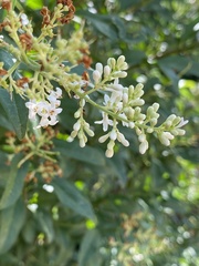 Ligustrum vulgare