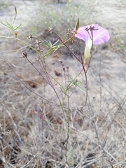 Ipomoea ternifolia leptotoma