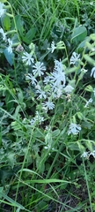 Silene dichotoma