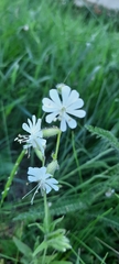 Silene dichotoma