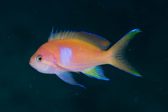 Pseudanthias pleurotaenia