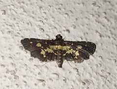 Eurrhyparodes bracteolalis