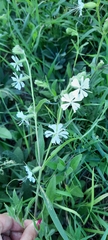 Silene dichotoma