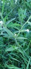 Silene dichotoma