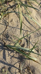 Leymus racemosus