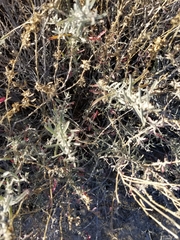 Atriplex linearis