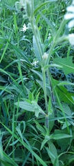 Silene dichotoma