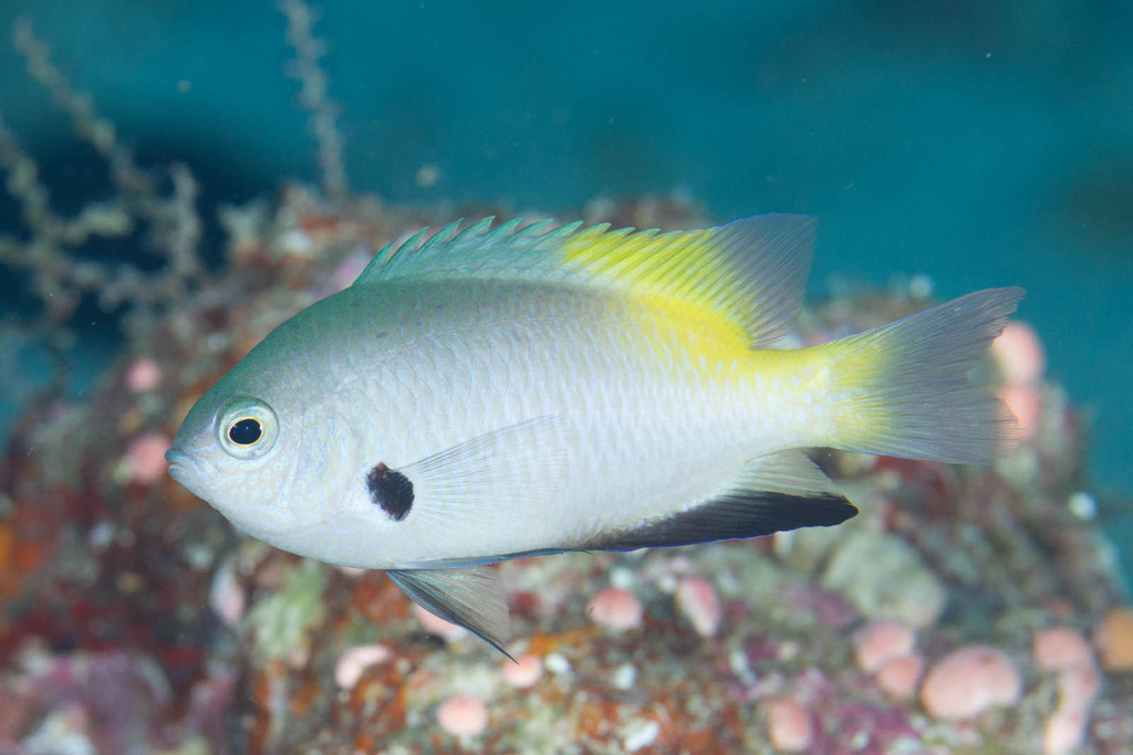 Black-Axil Damsel