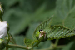 Cryptocephalus chrysopus
