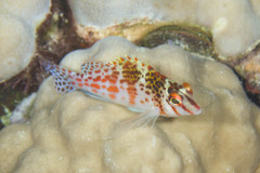 Cirrhitichthys falco