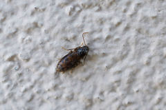 Marolia