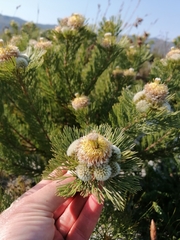 Serruria glomerata × villosa