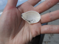 Austromacoma constricta