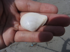 Austromacoma constricta