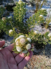 Serruria glomerata × villosa