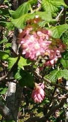 Ribes sanguineum glutinosum