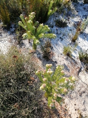 Serruria glomerata × villosa