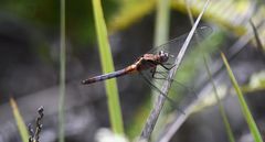 Orthetrum azureum