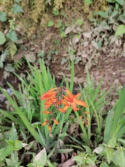 Crocosmia
