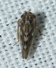 Agallia consobrina