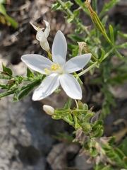 Zeltnera calycosa
