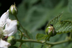 Cryptocephalus chrysopus