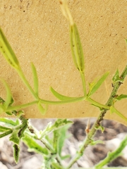 Zeltnera calycosa