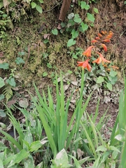 Crocosmia