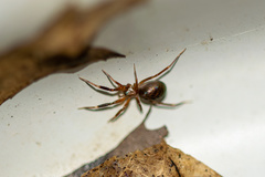 Phrurolithidae