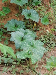 Cucurbita
