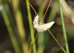 Idaea sericeata