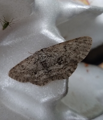 Hypomecis umbrosaria