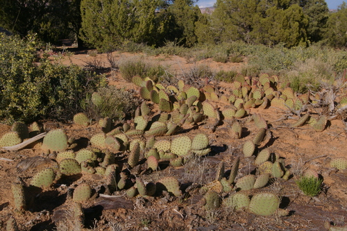 Golden Pricklypear