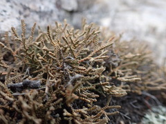 Selaginella sanguinolenta
