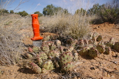 Opuntia pinkavae